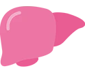 Liver