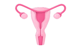 Beef Uterus