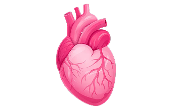 Beef Heart