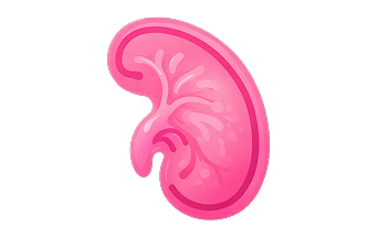 Beef Kidney