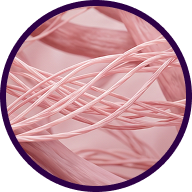 Collagen Synthesis