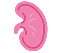Beef Kidney