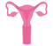 Beef Uterus