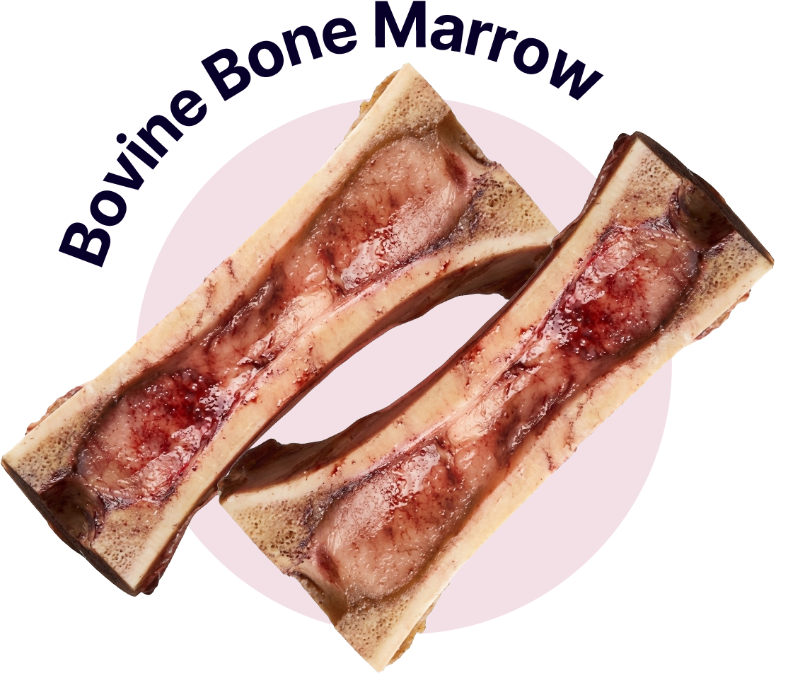 bovine-bone