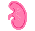 Kidney