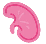 kidney