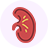 Illustration of a human kidney in red and yellow.