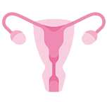 uterus